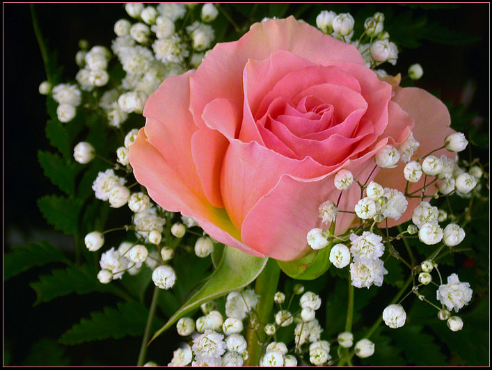 Beautiful Pink Rose Flowers